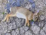 fentanyl-mexican-drug-cartels-homeless
                